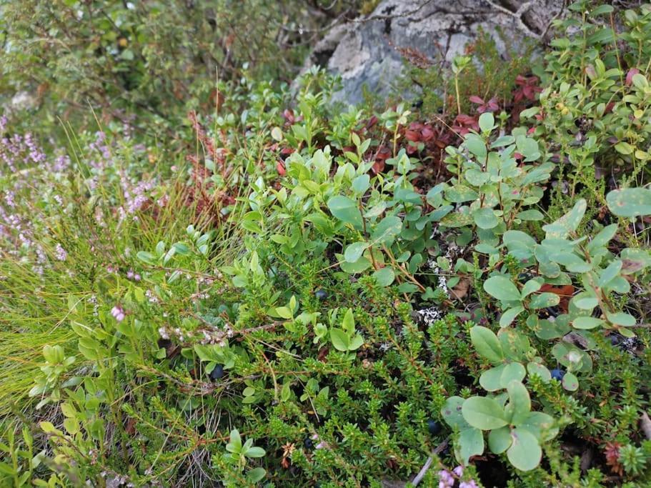 Na Er Vinteren Kommet Til Hallingdal 奥尔 外观 照片
