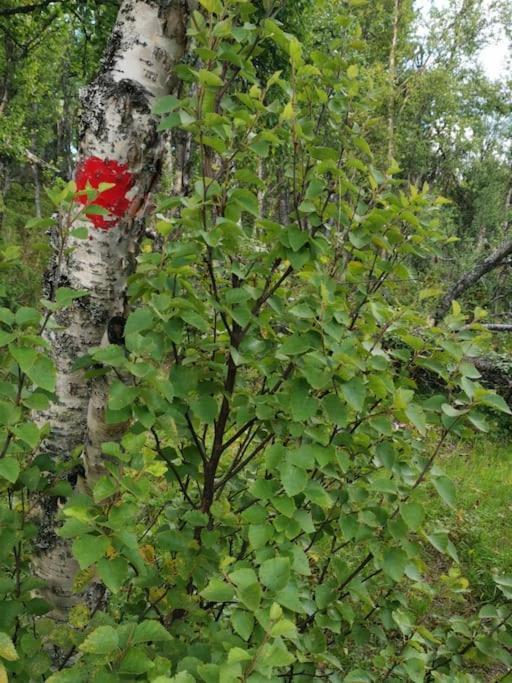 Na Er Vinteren Kommet Til Hallingdal 奥尔 外观 照片